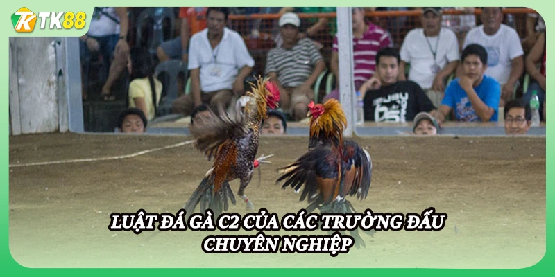 Luật đá gà C2 của các trường đấu chuyên nghiệp